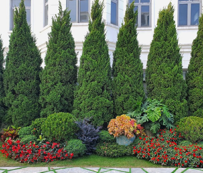 Công dụng và ứng dụng cảnh quan của cây tùng tháp