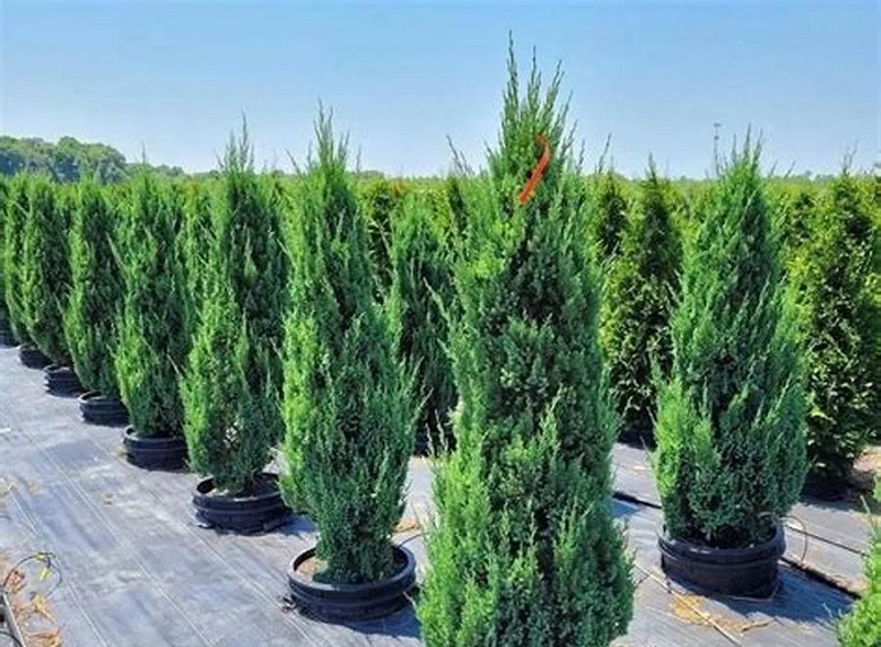 Ý nghĩa phong thủy của cây tùng tháp