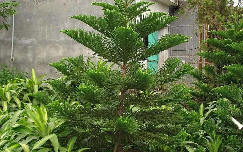 Giá trị kinh tế và mức giá tham khảo