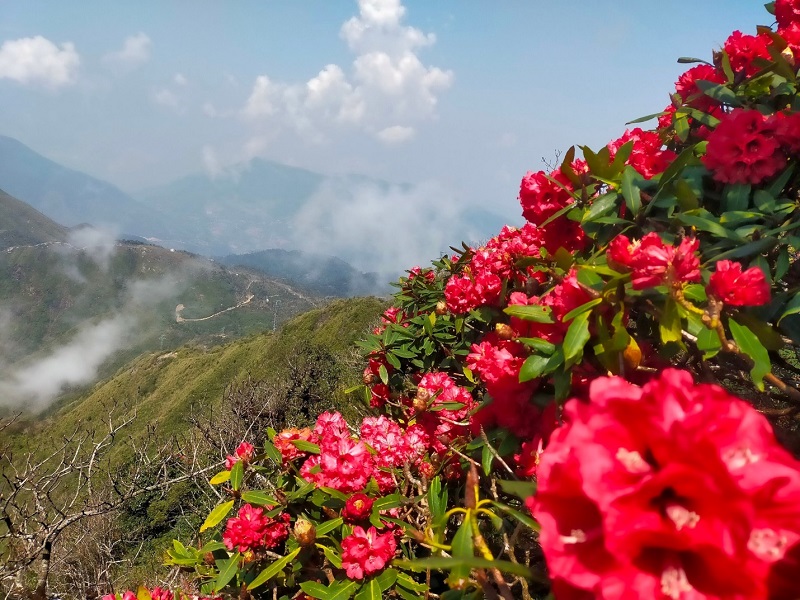 Mùa hoa Đỗ Quyên nở đẹp nhất