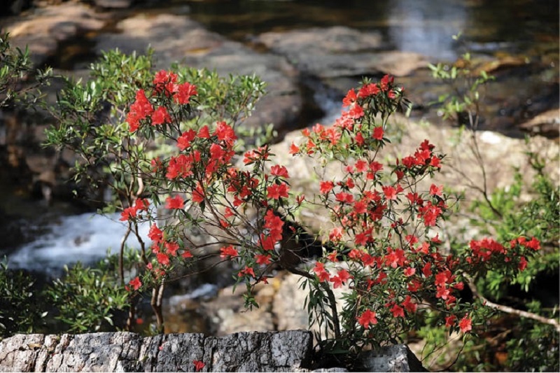 Khám phá 5 địa điểm ngắm hoa đỗ quyên đẹp nhất Việt Nam