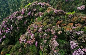 Check-in 5 địa điểm ngắm Đỗ Quyên đẹp nhất Việt Nam