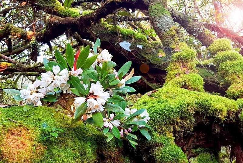 Tổng quan về đỗ quyên rừng Việt Nam