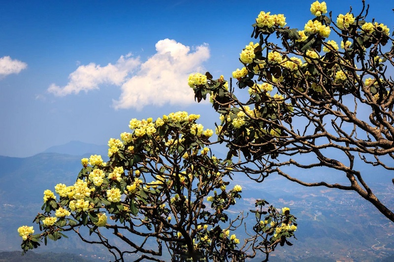 Các giống đỗ quyên rừng Việt Nam