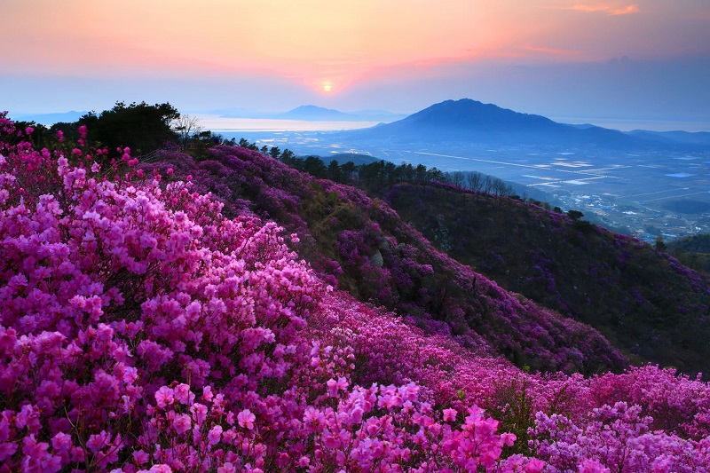 Các giống đỗ quyên rừng Việt Nam