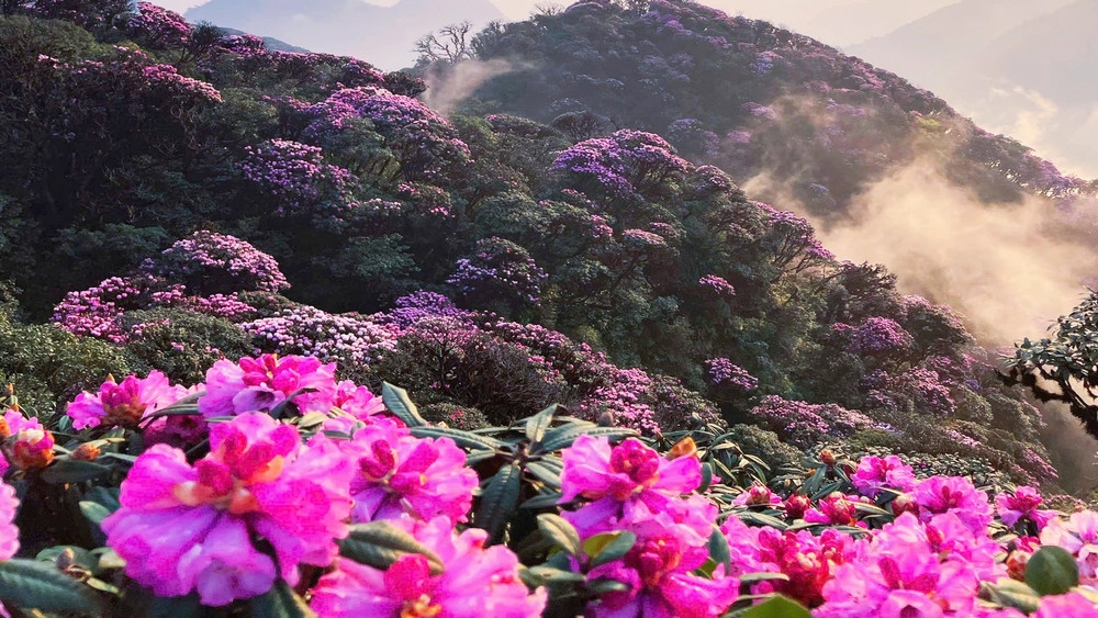 Phân bố đỗ quyên rừng Việt Nam 