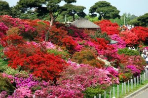 TOP 10 Lễ hội hoa đỗ quyên Nhật Bản không thể bỏ qua