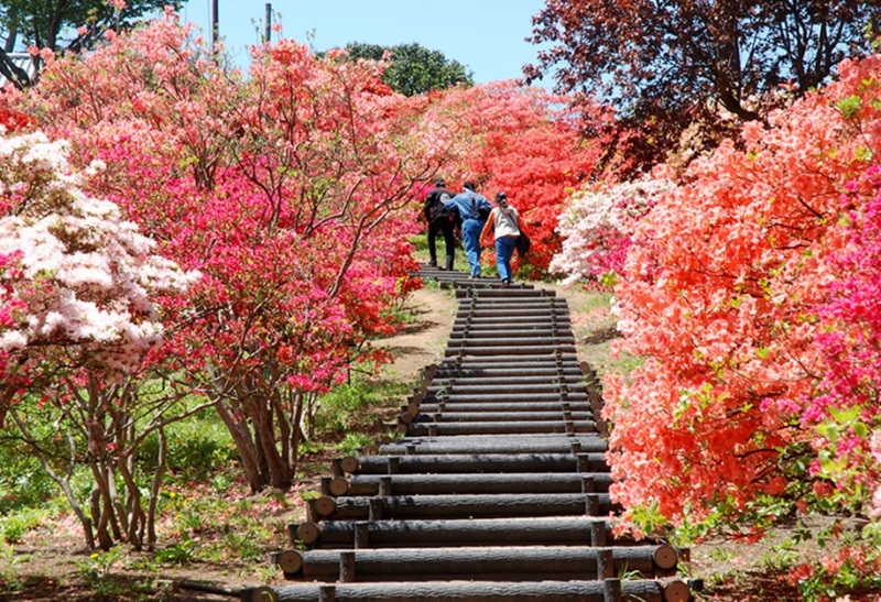 10 lễ hội hoa đỗ quyên nổi bật nhất Nhật Bản