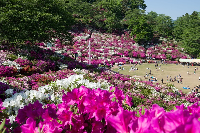 10 lễ hội hoa đỗ quyên nổi bật nhất Nhật Bản