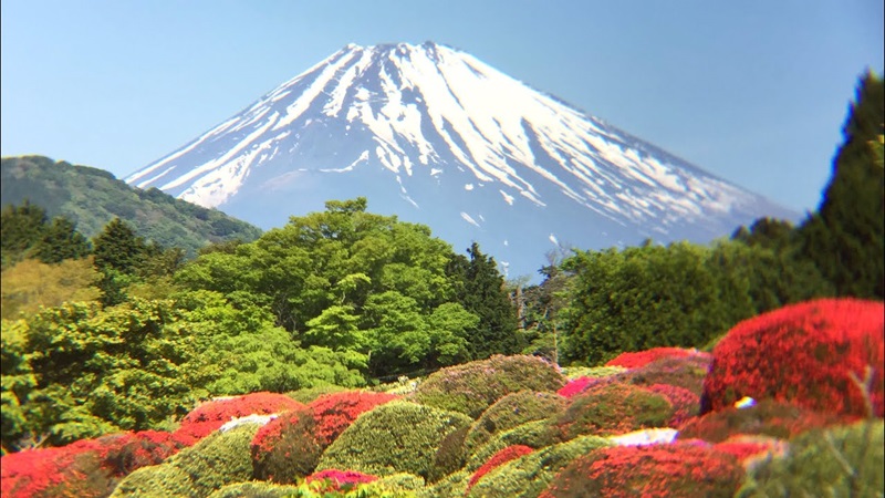 10 lễ hội hoa đỗ quyên nổi bật nhất Nhật Bản