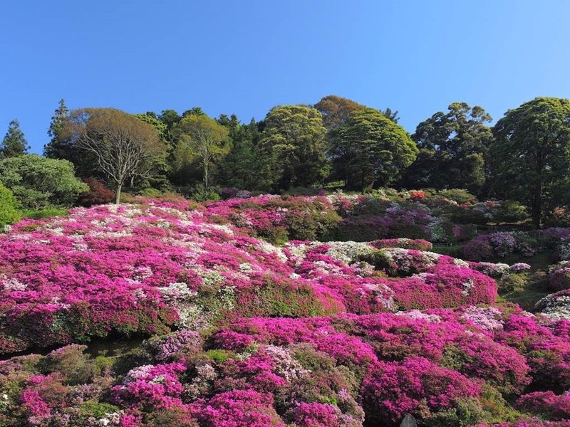 10 lễ hội hoa đỗ quyên nổi bật nhất Nhật Bản