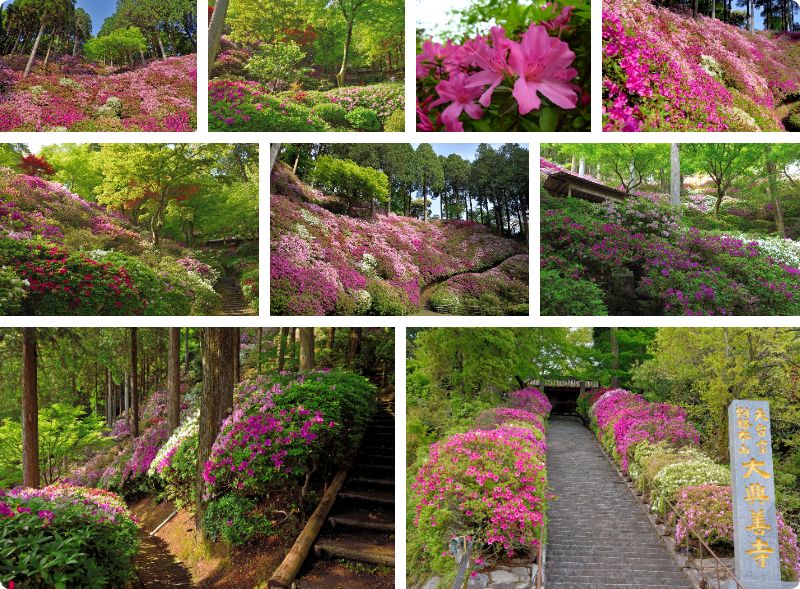 10 lễ hội hoa đỗ quyên nổi bật nhất Nhật Bản