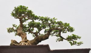 Tổng hợp các thế cây bonsai đẹp nhất hiện nay