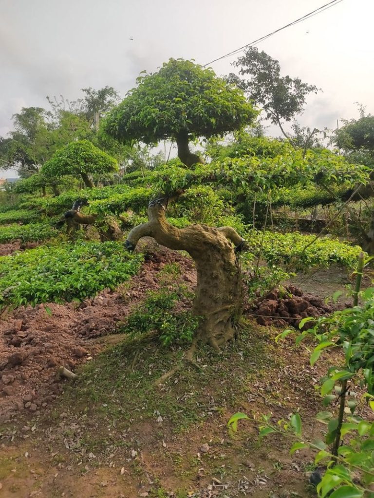 Các thế cây bonsai nghệ thuật, mang tính biểu tượng cao