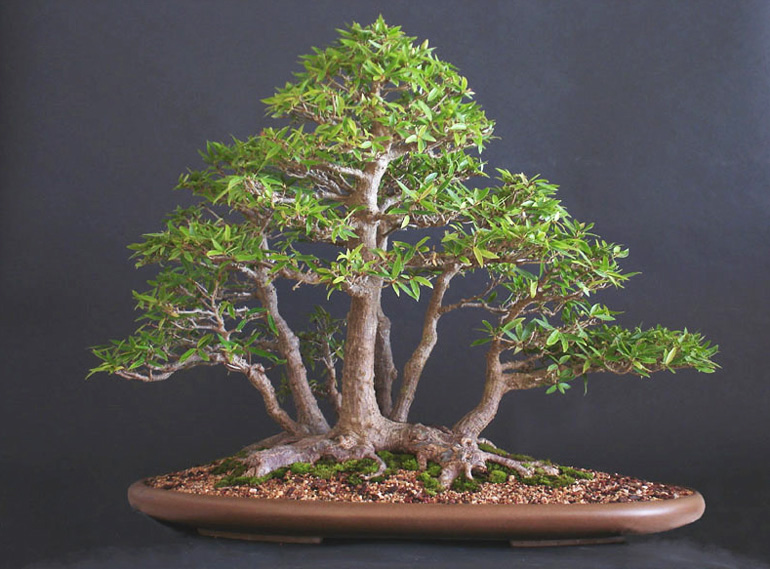 Các thế cây bonsai nghệ thuật, mang tính biểu tượng cao