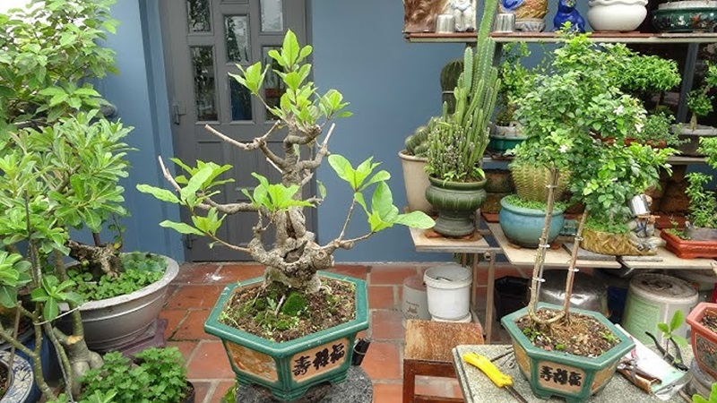 Các thế cây bonsai nghệ thuật, mang tính biểu tượng cao