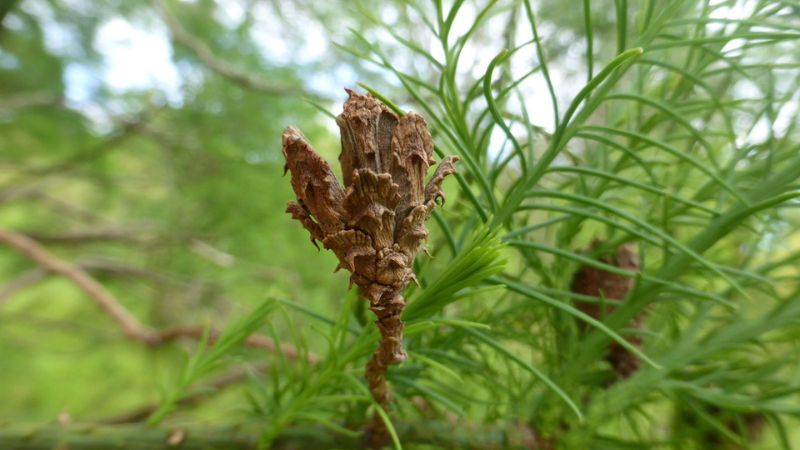 Đặc điểm nổi bật của cây thủy tùng