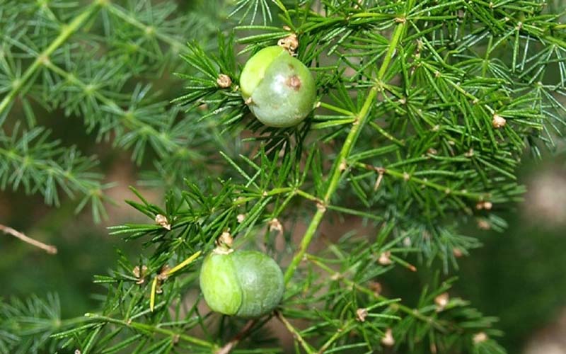 Ý nghĩa phong thủy của cây thủy tùng