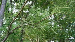 Tìm hiểu nguồn gốc, ý nghĩa phong thủy của cây thủy tùng