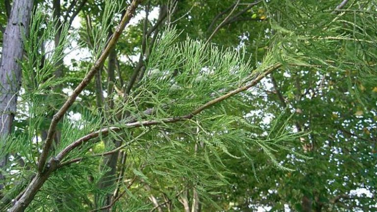 Tìm hiểu nguồn gốc, ý nghĩa phong thủy của cây thủy tùng