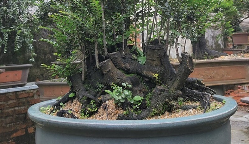 Tìm hiểu cây tùng đen