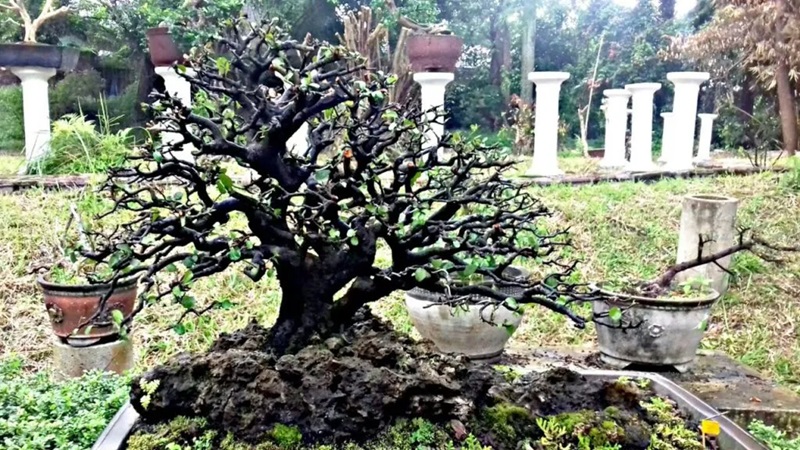 Tìm hiểu cây tùng đen