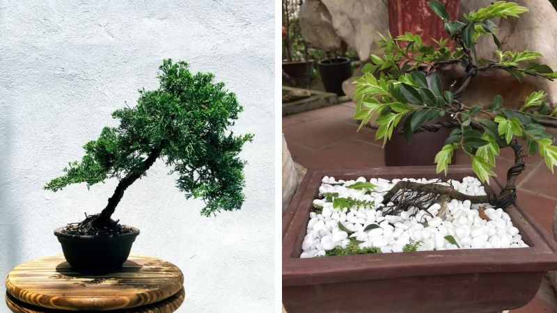 Tìm hiểu cây tùng đen