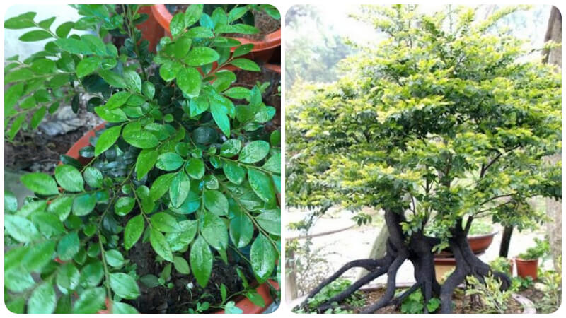 Cây tùng đen hợp mệnh gì? Ai nên trồng?