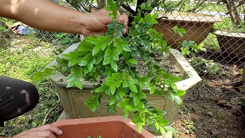 Cách trồng và chăm sóc cây tùng đen