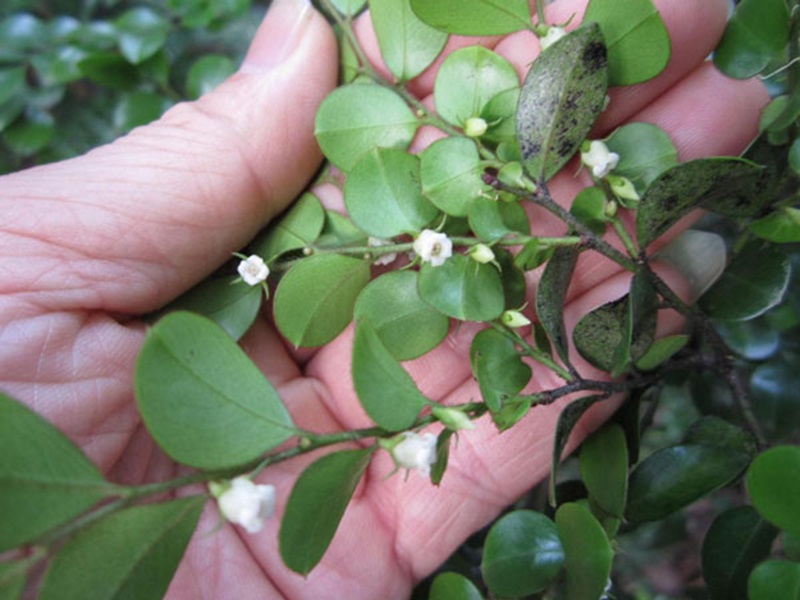 Cách trồng và chăm sóc cây tùng đen