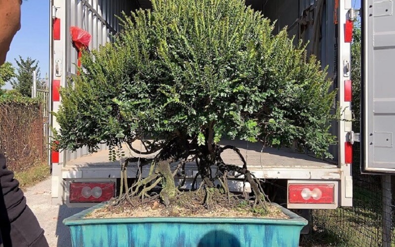 Cây tùng đen là gì? Ý nghĩa phong thủy và cách chăm sóc chi tiết nhất