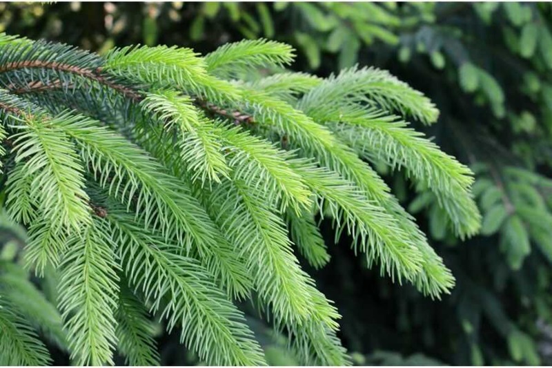 Nguồn gốc, đặc cây tuyết tùng