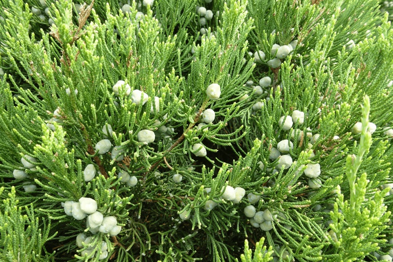 Nguồn gốc, đặc cây tuyết tùng