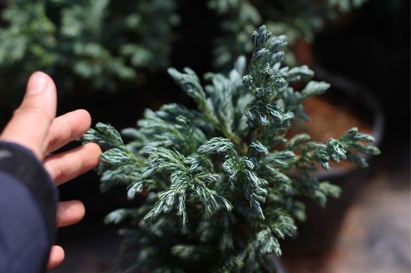 Ý nghĩa phong thủy của cây tuyết tùng