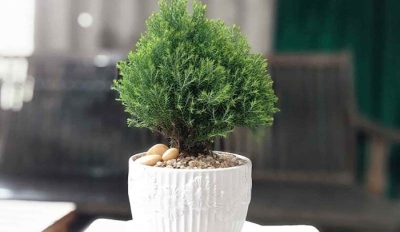 Cây tuyết tùng được trồng ở đâu, phù hợp với người mệnh gì