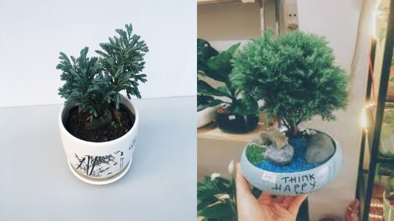 Cây tuyết tùng được trồng ở đâu, phù hợp với người mệnh gì