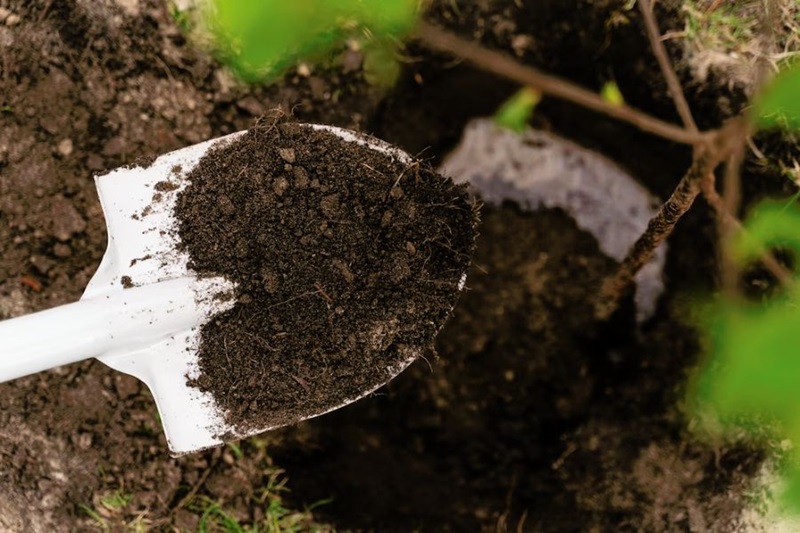 Cách trồng và chăm sóc cây tuyết tùng