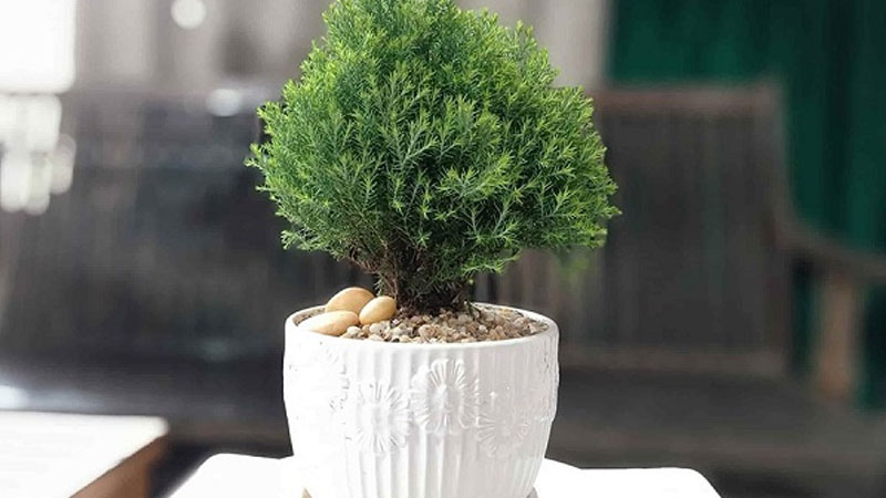 Cách trồng và chăm sóc cây tuyết tùng