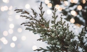 Những điều cần biết về cây tuyết tùng