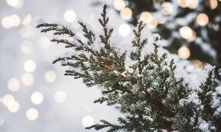 Những điều cần biết về cây tuyết tùng