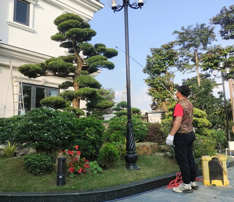 Lý do nên trồng tùng la hán trước nhà