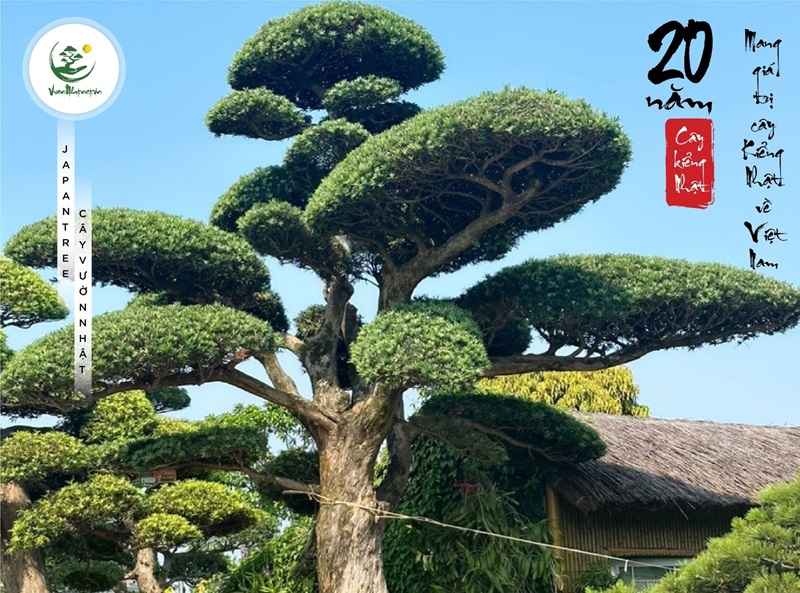 Lưu ý khi trồng tùng la hán trước nhà