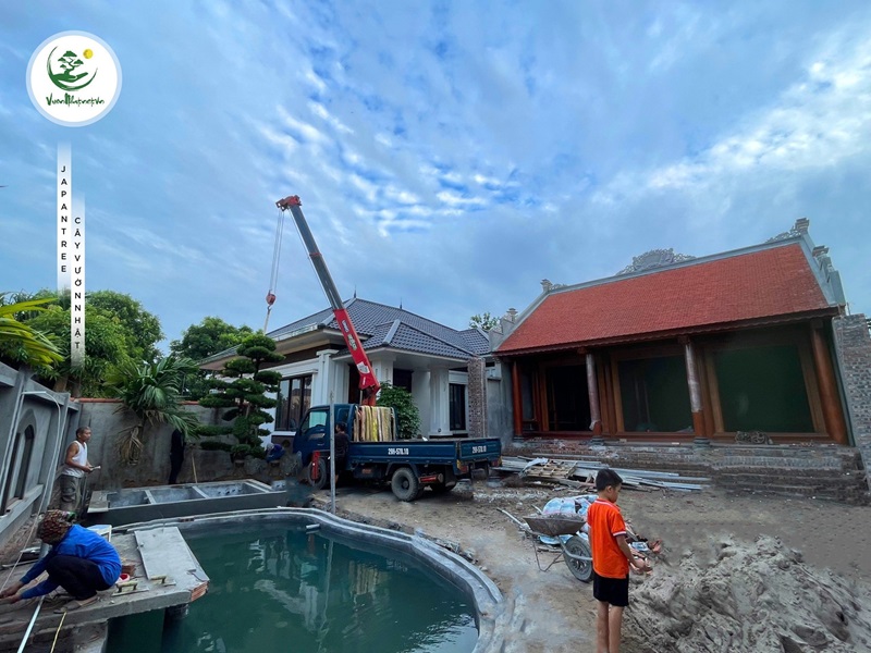 Lưu ý khi trồng tùng la hán trước nhà