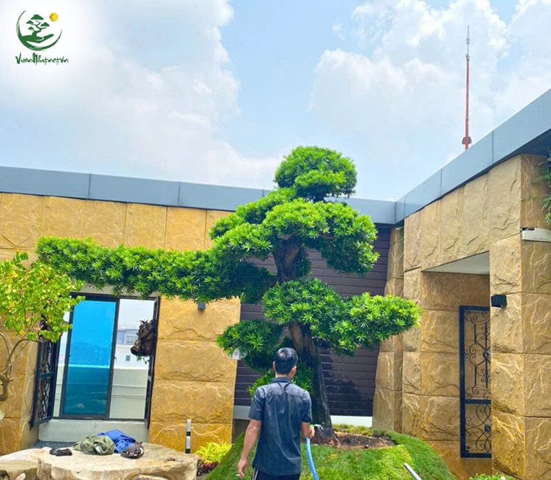 Lưu ý khi trồng tùng la hán trước nhà