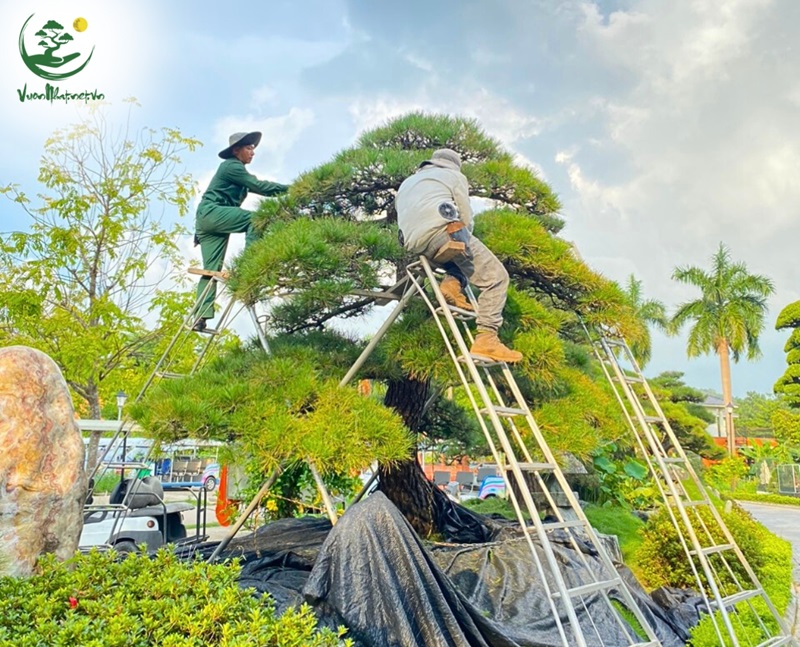 Lưu ý khi trồng tùng la hán trước nhà