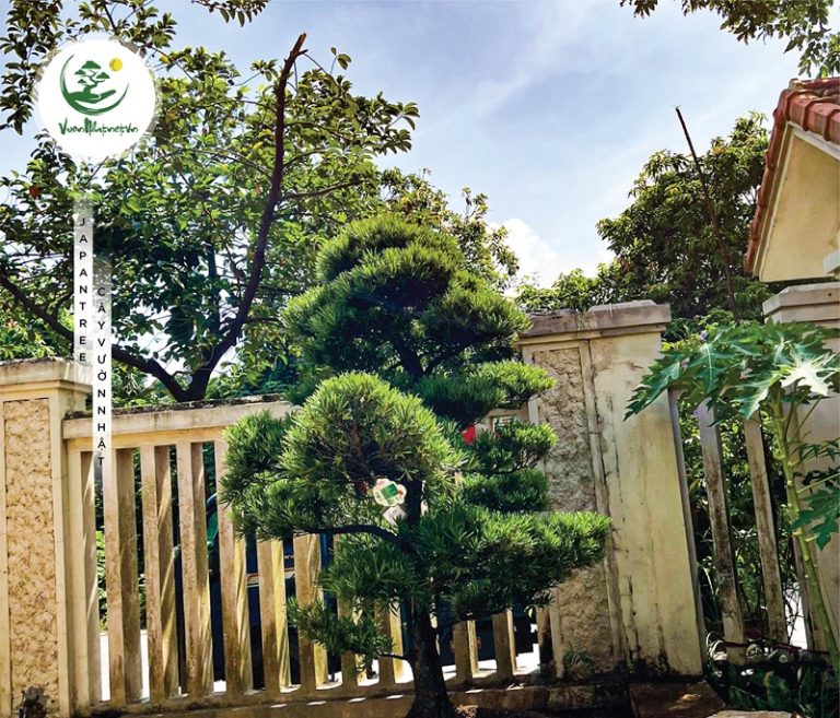 Lý do nên trồng tùng la hán trước nhà để nhà đẹp, vượng khí hơn