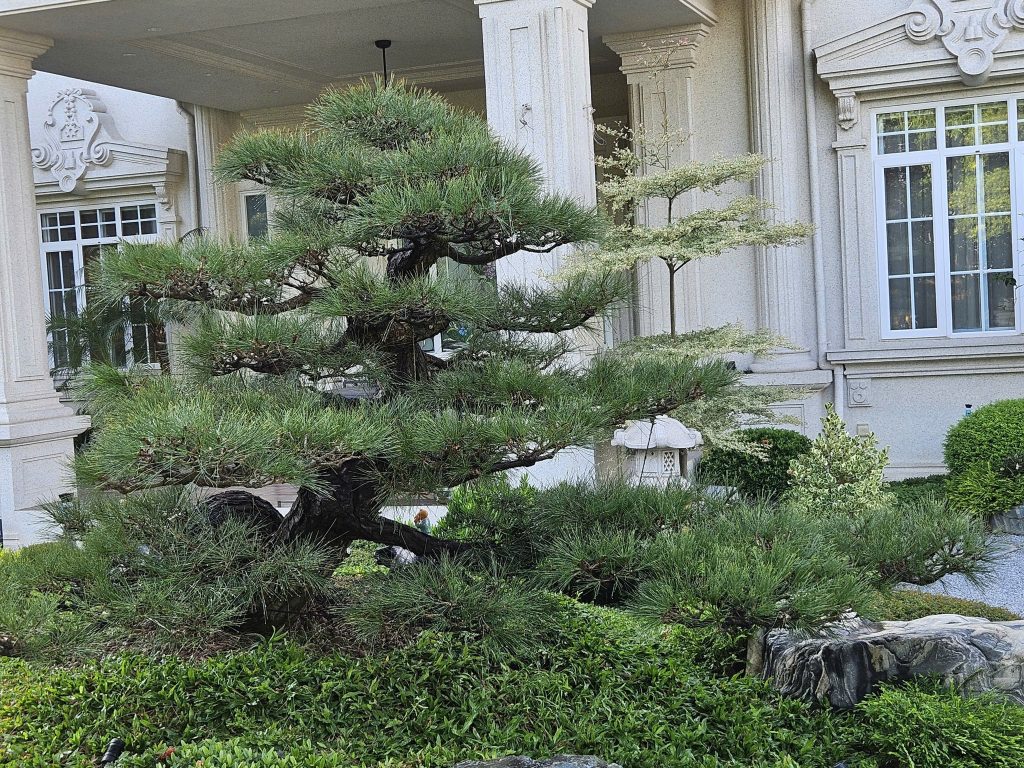 Lý do nên trồng tùng la hán trước nhà