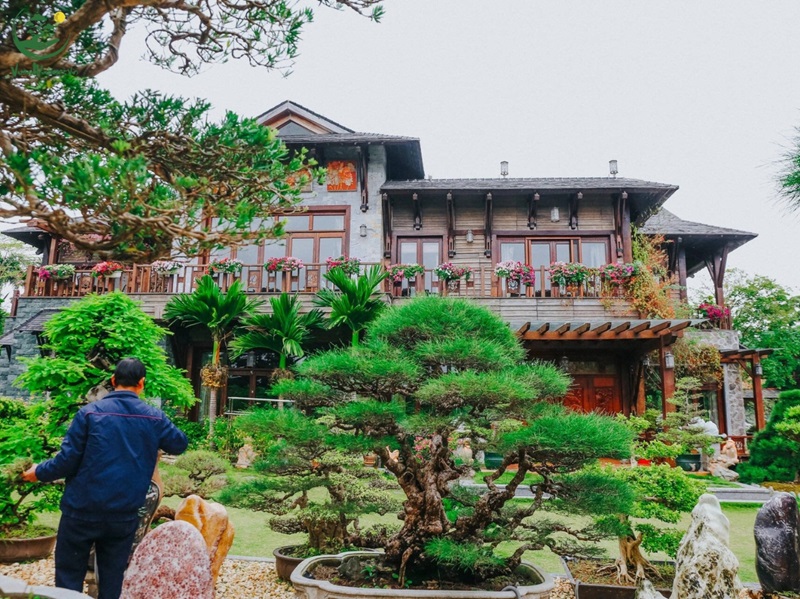 Lý do nên trồng tùng la hán trước nhà