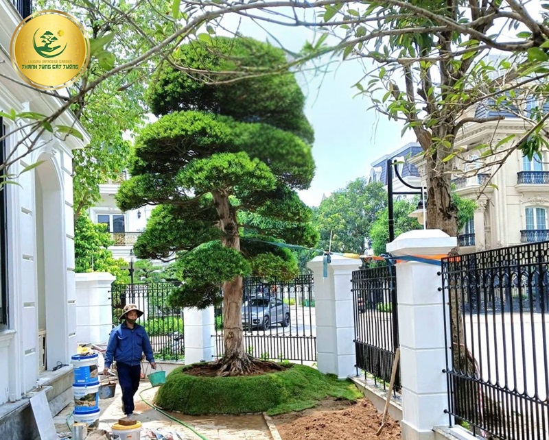 Lý do nên trồng tùng la hán trước nhà