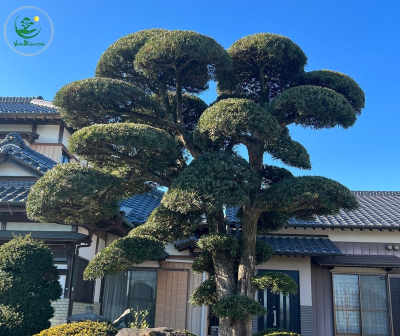 Ý nghĩa phong thủy